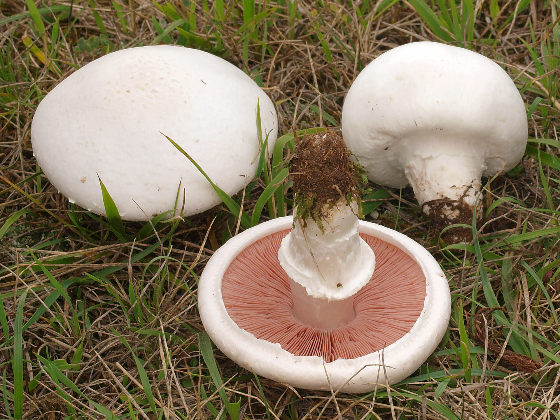 Field Mushroom (Agaricus campestris) wild specimen
