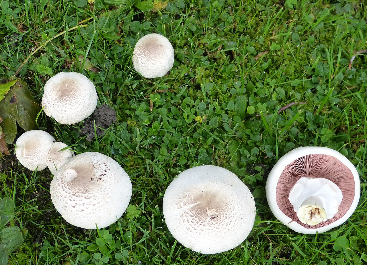 Yellow Stainer mushroom showing bright chrome-yellow staining on cap surface after scratching