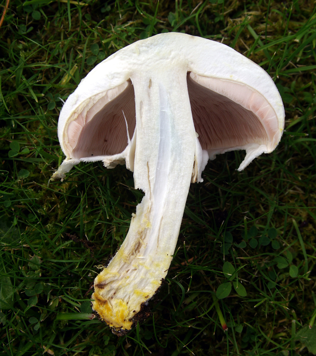 Cross-section of Agaricus xanthodermus stem base showing chrome-yellow staining in flesh