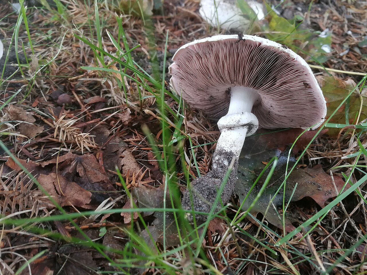Underside of Yellow Stainer mushroom showing pink to brown gills and white ring on stem