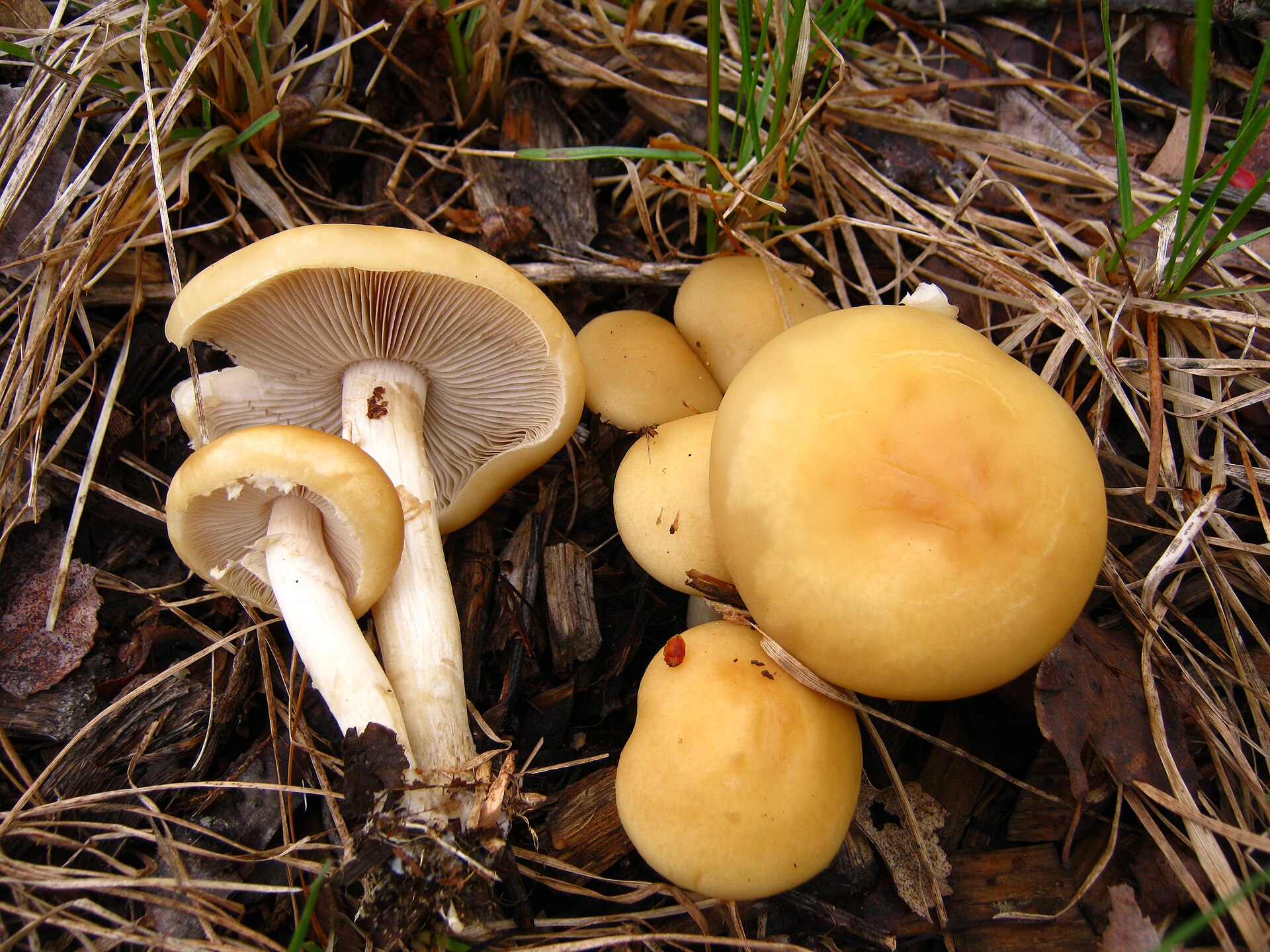 Spring Fieldcap (Agrocybe praecox) wild specimen