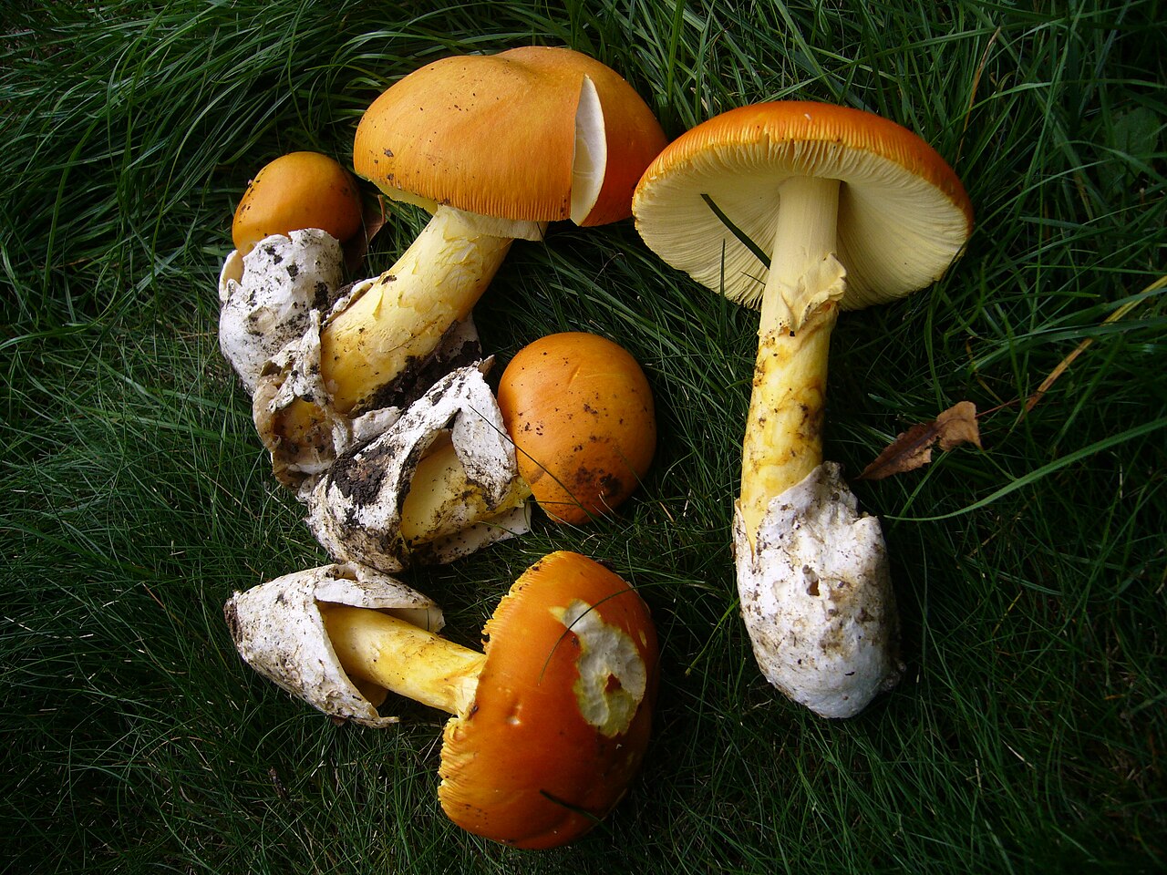 Mature Caesar's Mushroom showing bright orange cap and yellow stem in German forest