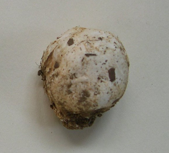Caesar's Mushroom emerging from white egg-like universal veil showing early orange cap