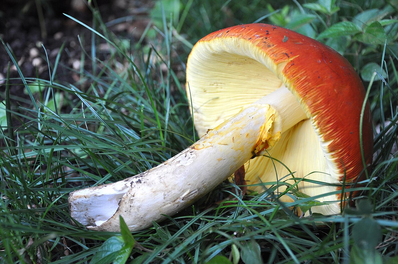 Caesar's Mushroom growing in forest floor in Georgia showing full fruiting body