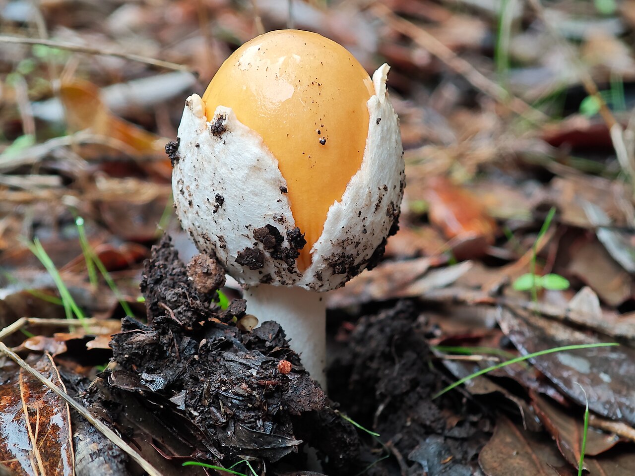 Caesar's Mushroom cap detail