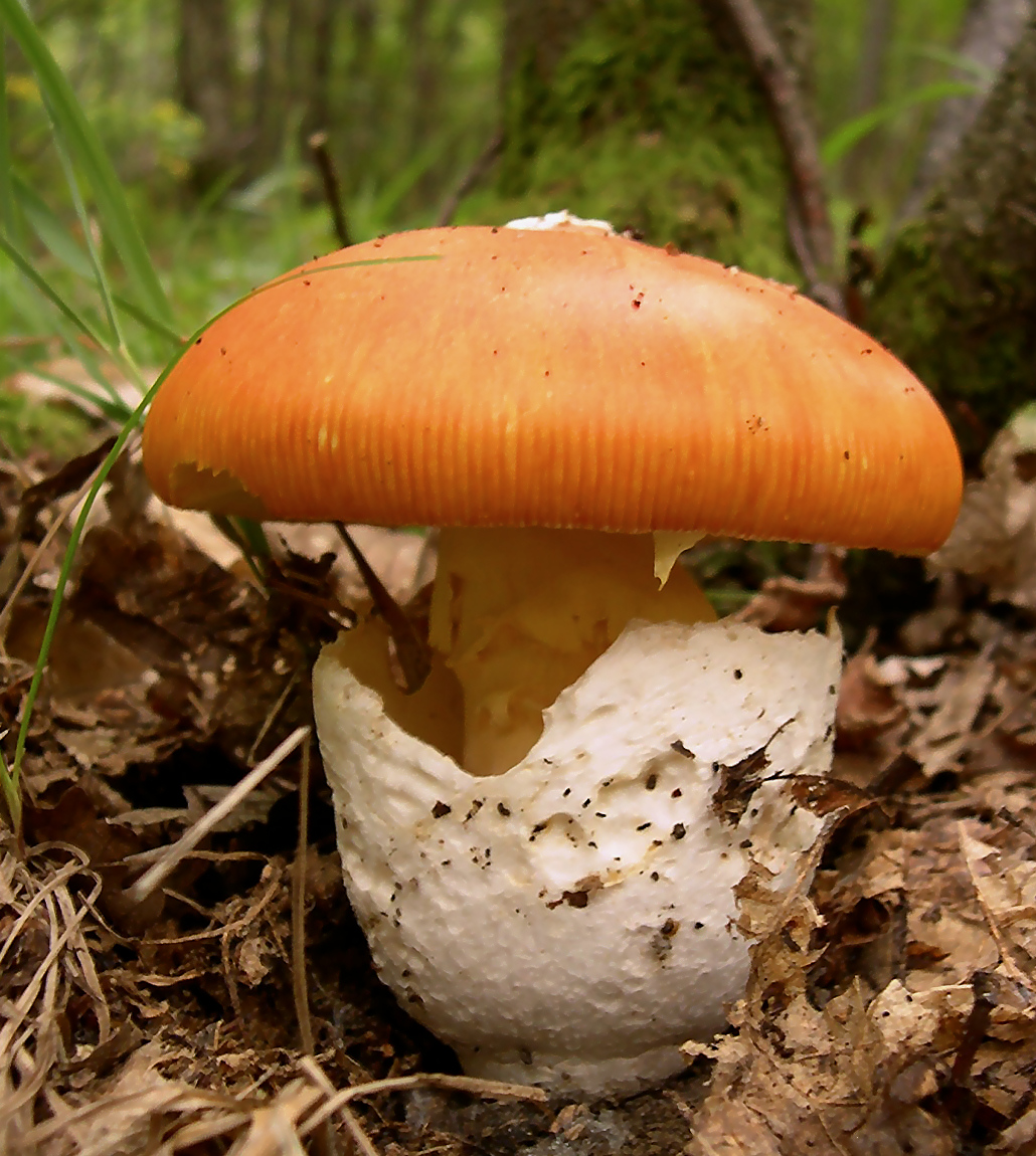 Caesar's Mushroom gills detail
