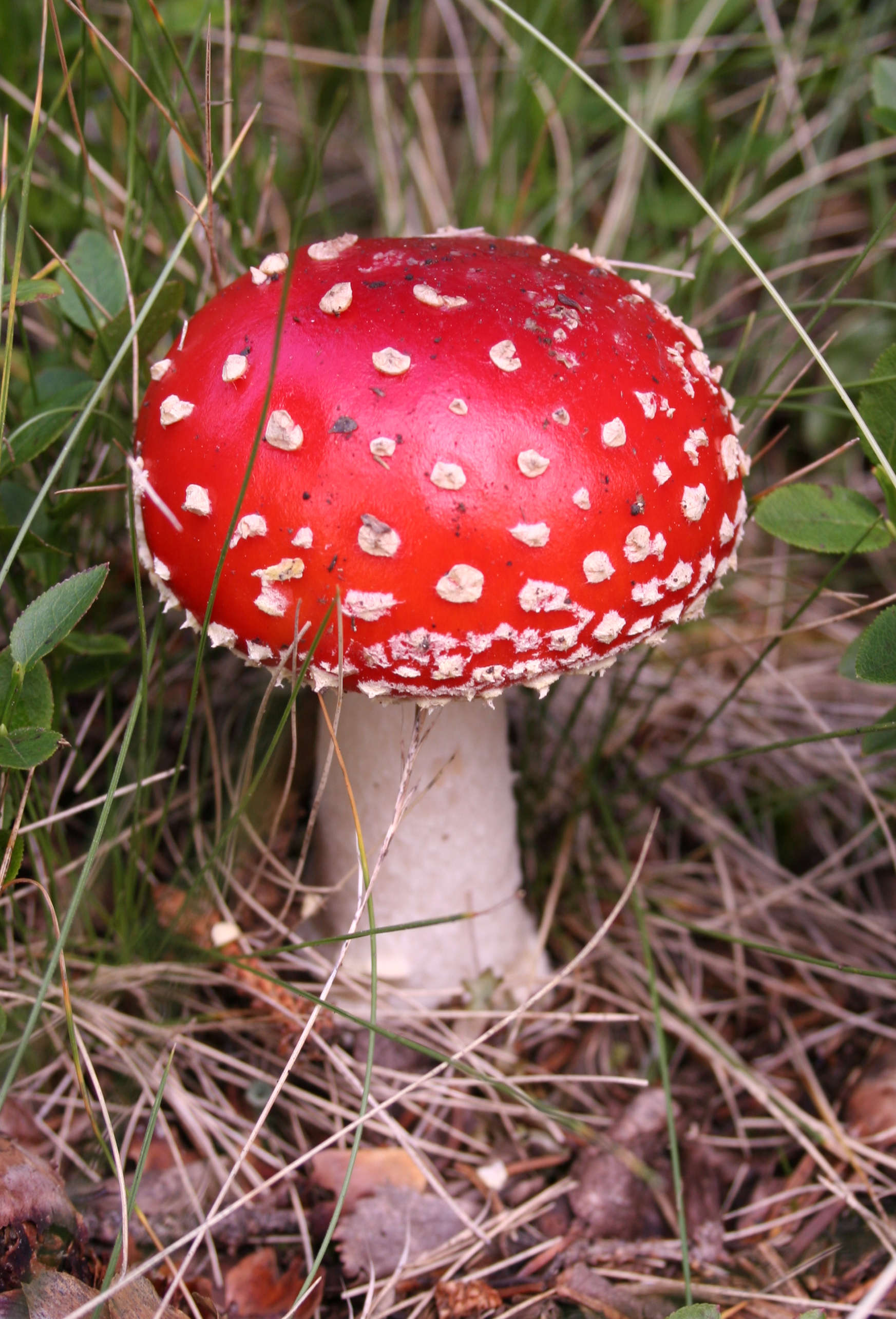 Fly Agaric (Amanita muscaria)