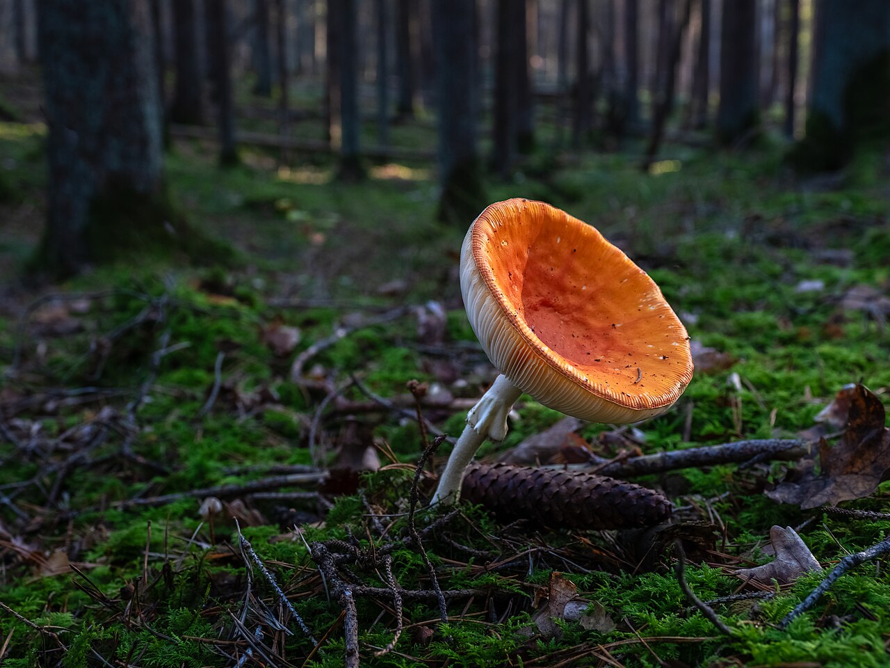 Caesar's Mushroom stem and base detail