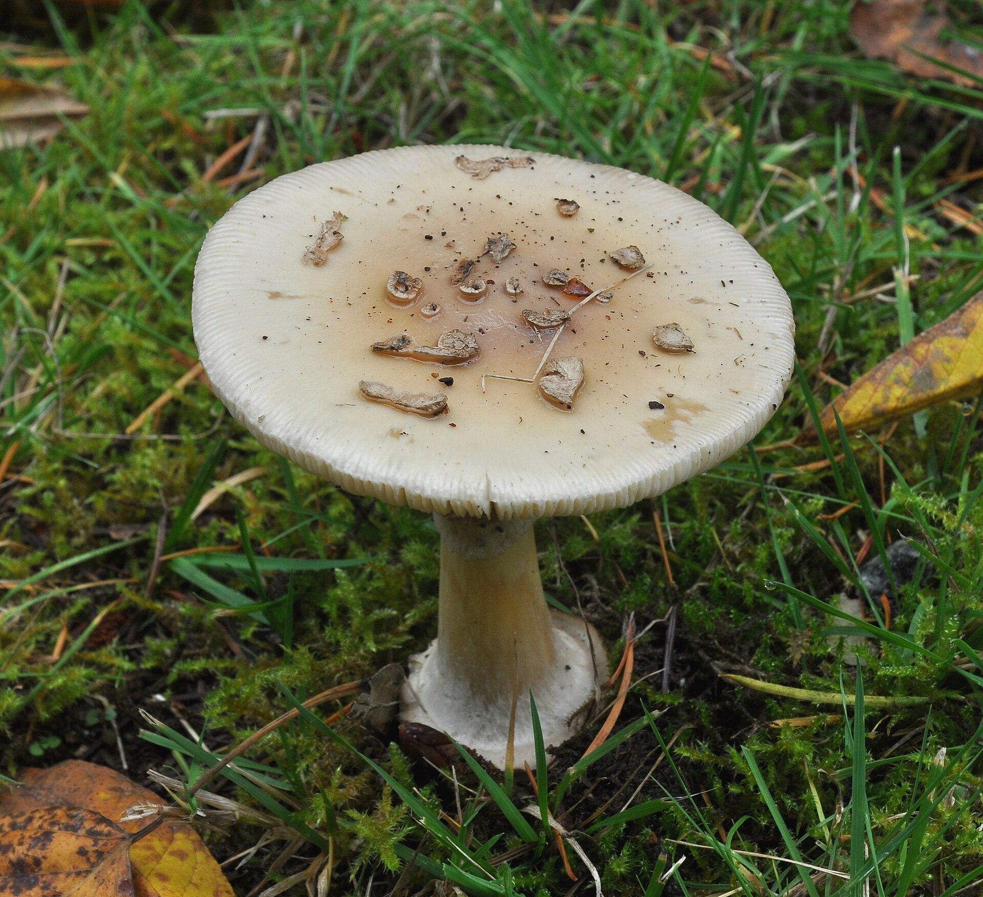False Death Cap (Amanita citrina) wild specimen