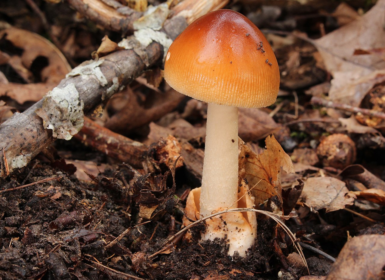 Amanita fulva growing in forest floor showing full stem and volval sac