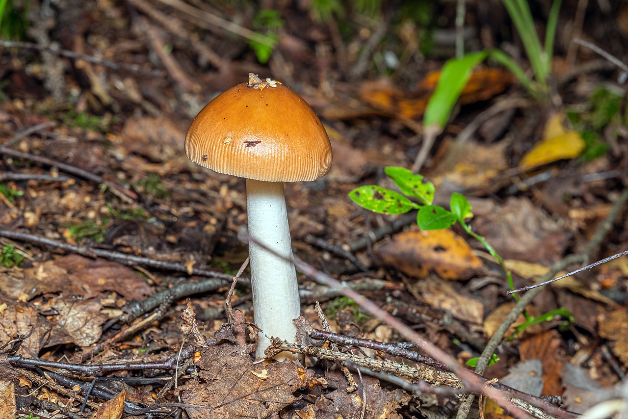 Amanita fulva specimen in Leningrad Oblast forest, Russia