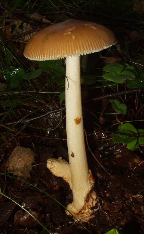 Amanita fulva showing tawny cap color and slender ringless stem