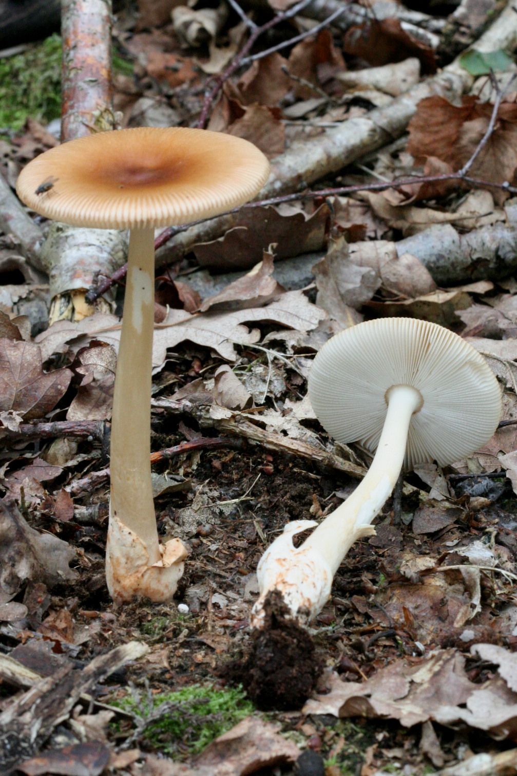 Amanita fulva mushroom with visible volval sac at base growing among forest moss