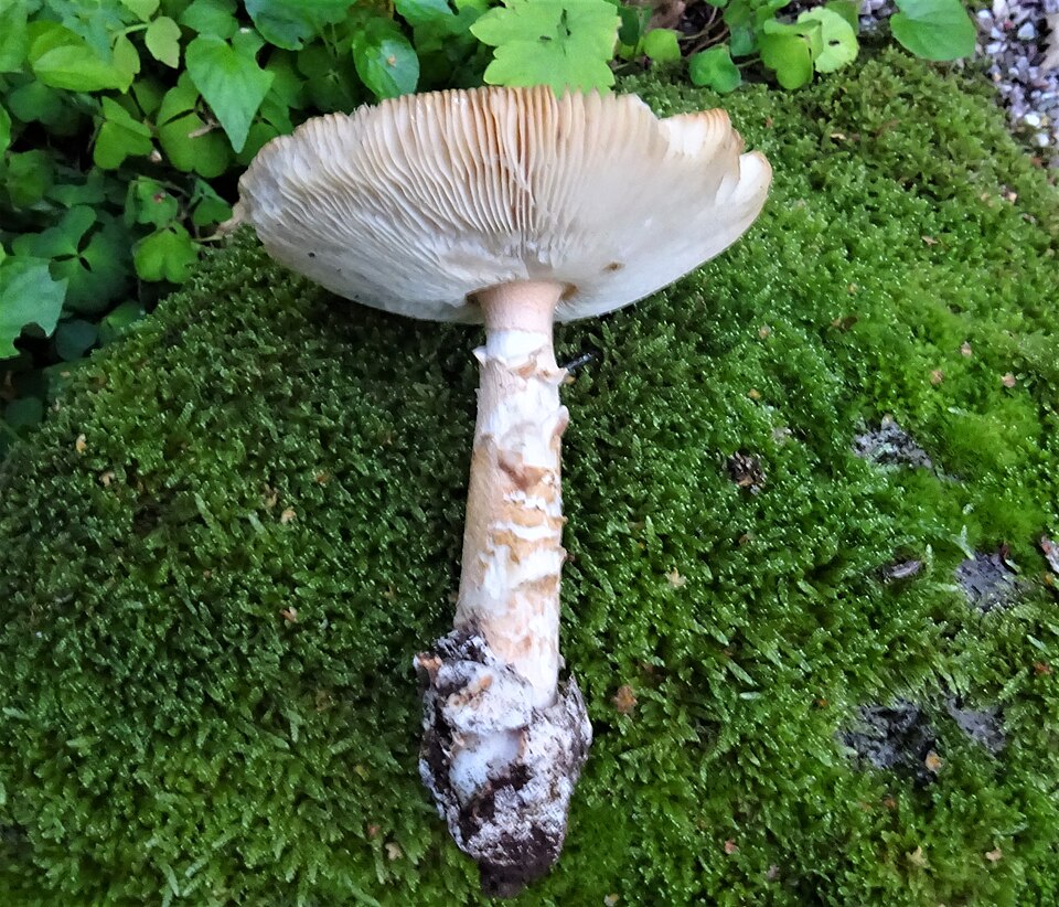 Orange Grisette (Amanita crocea)