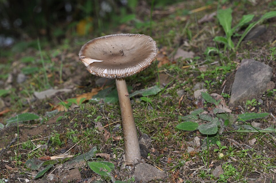 Grisette (Amanita vaginata)