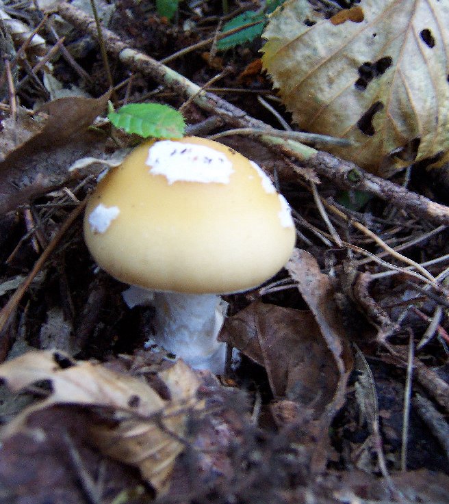 Young Jewelled Amanita specimen