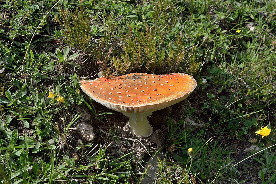 Fly Agaric (Amanita muscaria)