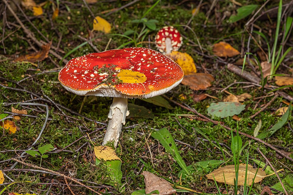 Mature Fly Agaric with flat red cap in Russian forest with autumn leaves