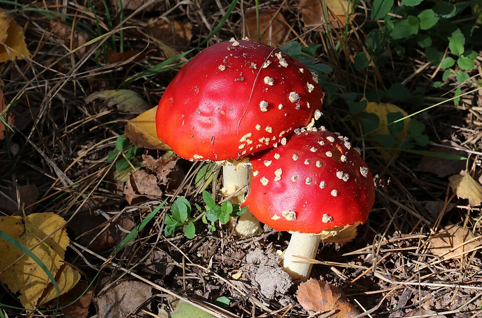 Pair of Fly Agaric mushrooms at mid-stage in Ukrainian woodland