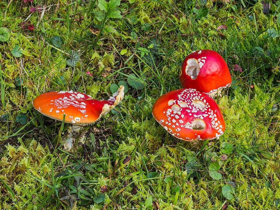 Fly Agaric mushrooms in Swiss alpine meadow showing faded orange color