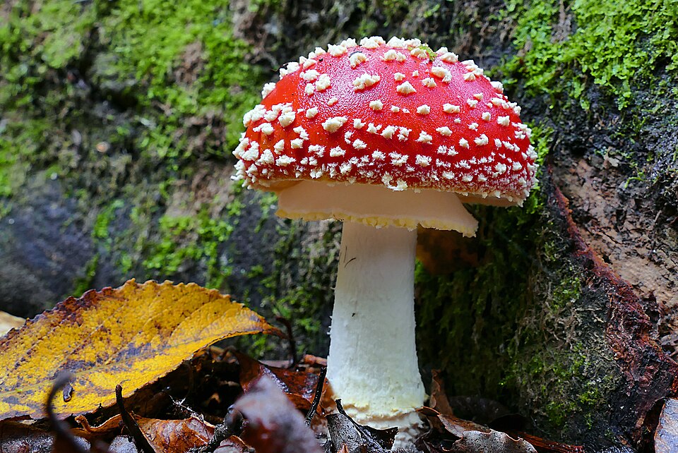 Fly Agaric gills detail