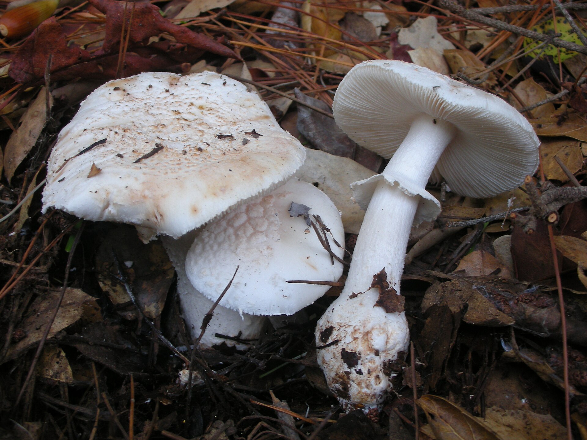 Blushing Bride Amanita showing multiple white specimens with pinkish veil patches and visible gills in leaf litter
