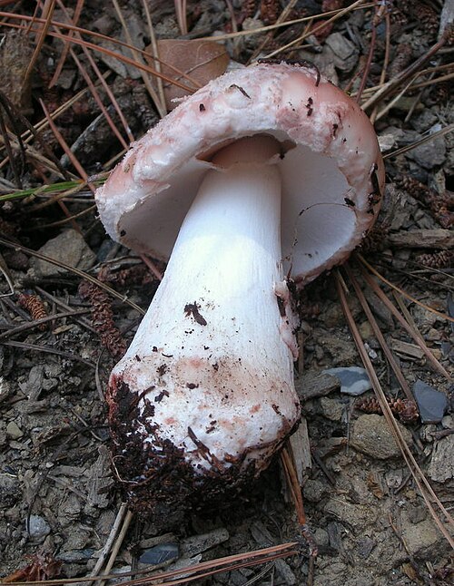 Uprooted Blushing Bride showing full stem with collar-like volva remnants at base and pinkish cap
