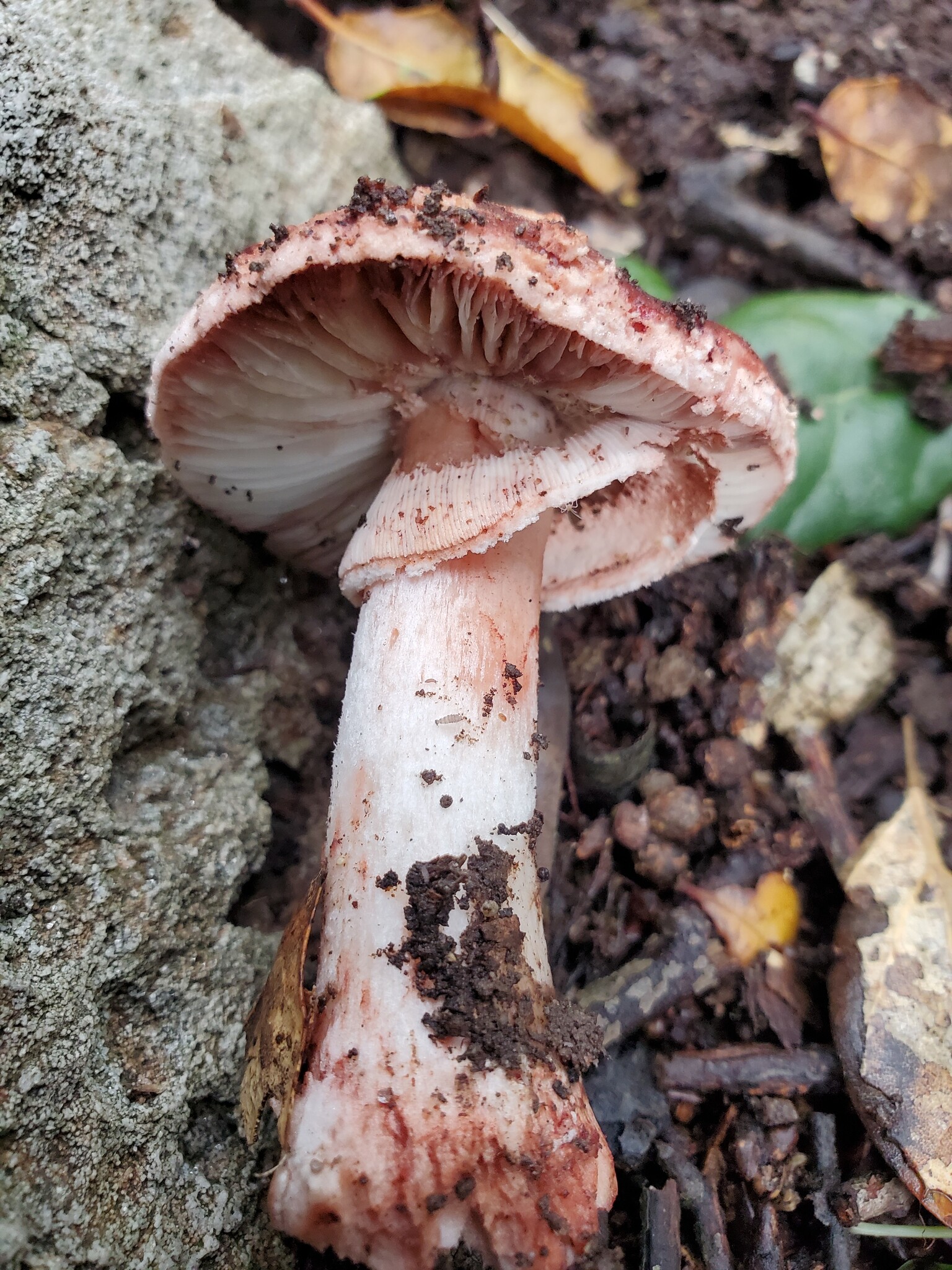 Blushing Bride Amanita showing prominent pink blushing on cap and gills with visible stem