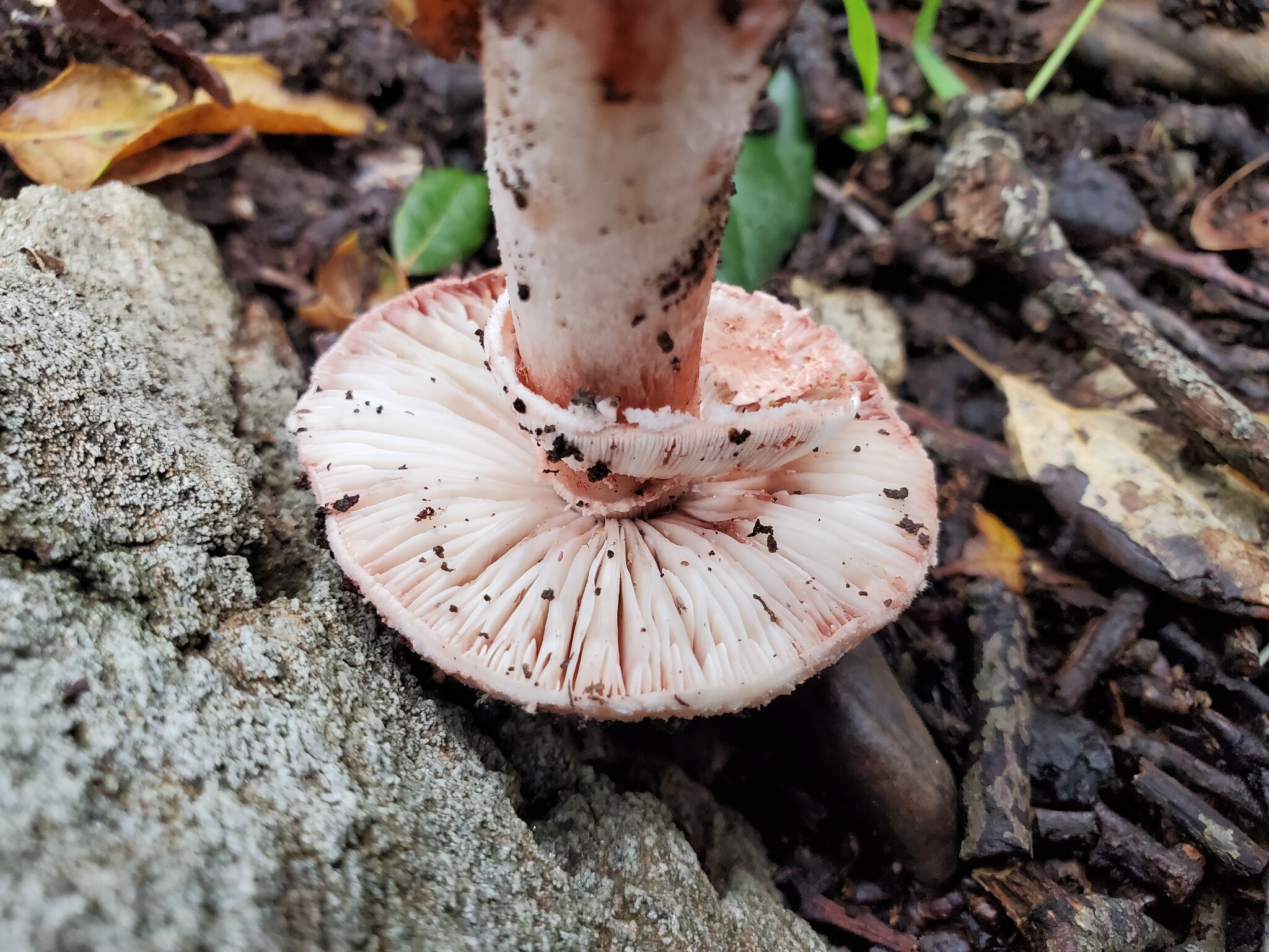 Underside of Blushing Bride cap showing pinkish-tinged crowded gills and stem attachment