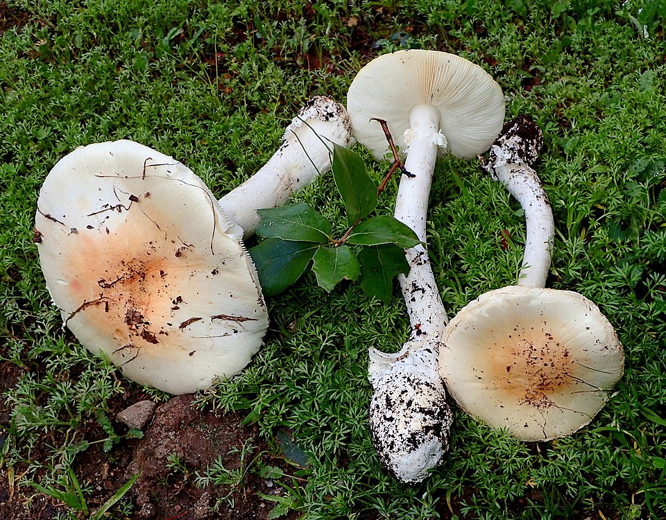 Western Destroying Angel (Amanita ocreata)