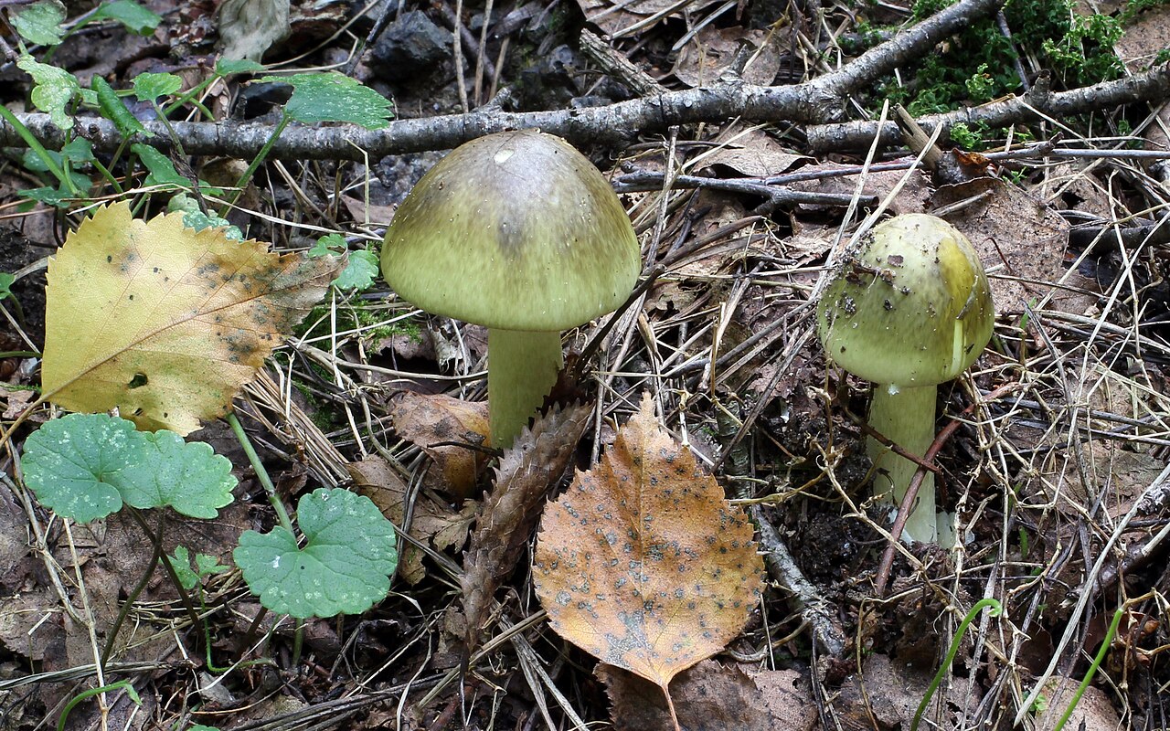 Death Cap (Amanita phalloides)