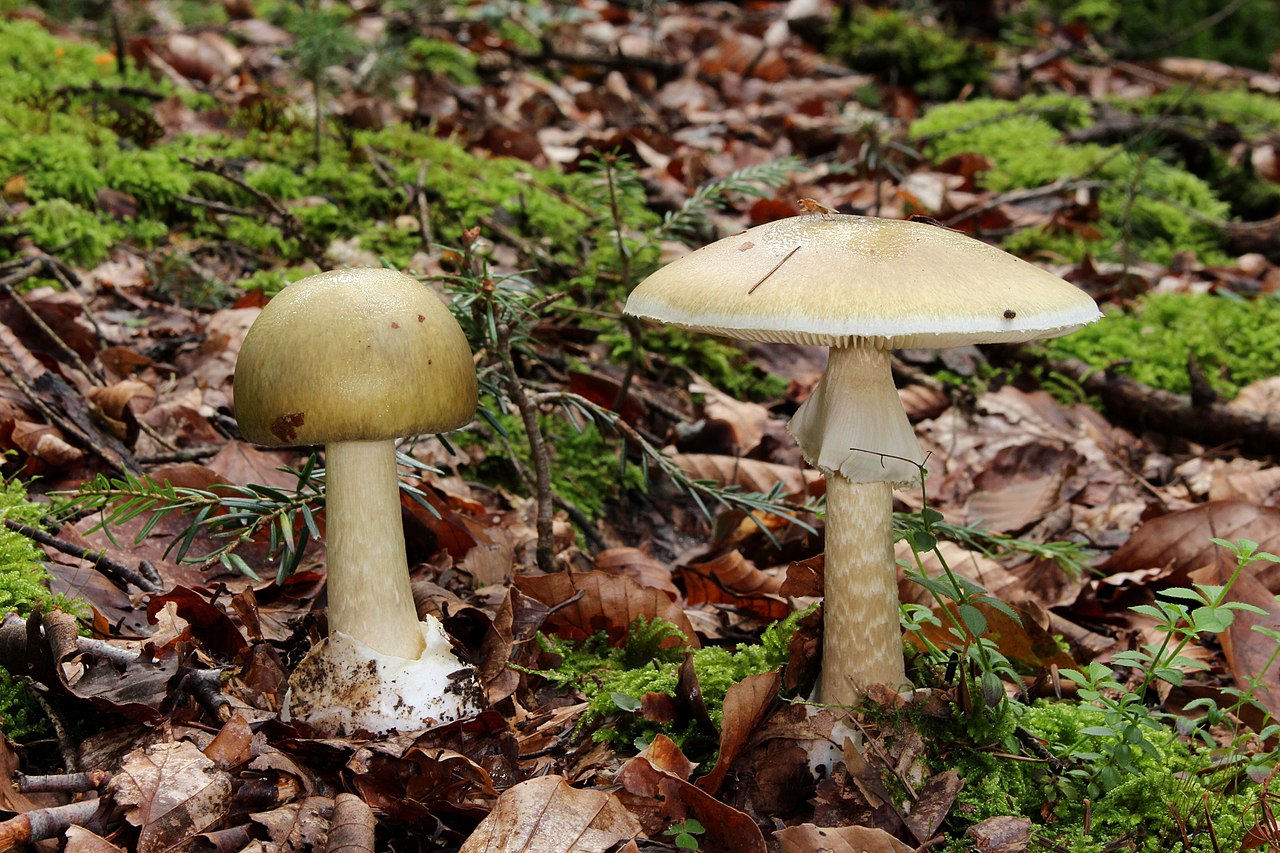 Mature Death Cap with fully opened olive cap showing smooth surface