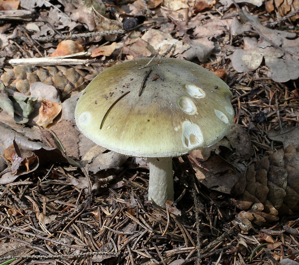 Death Cap gills detail