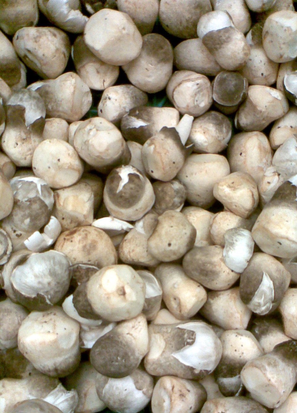 Paddy Straw Mushroom (Volvariella volvacea)