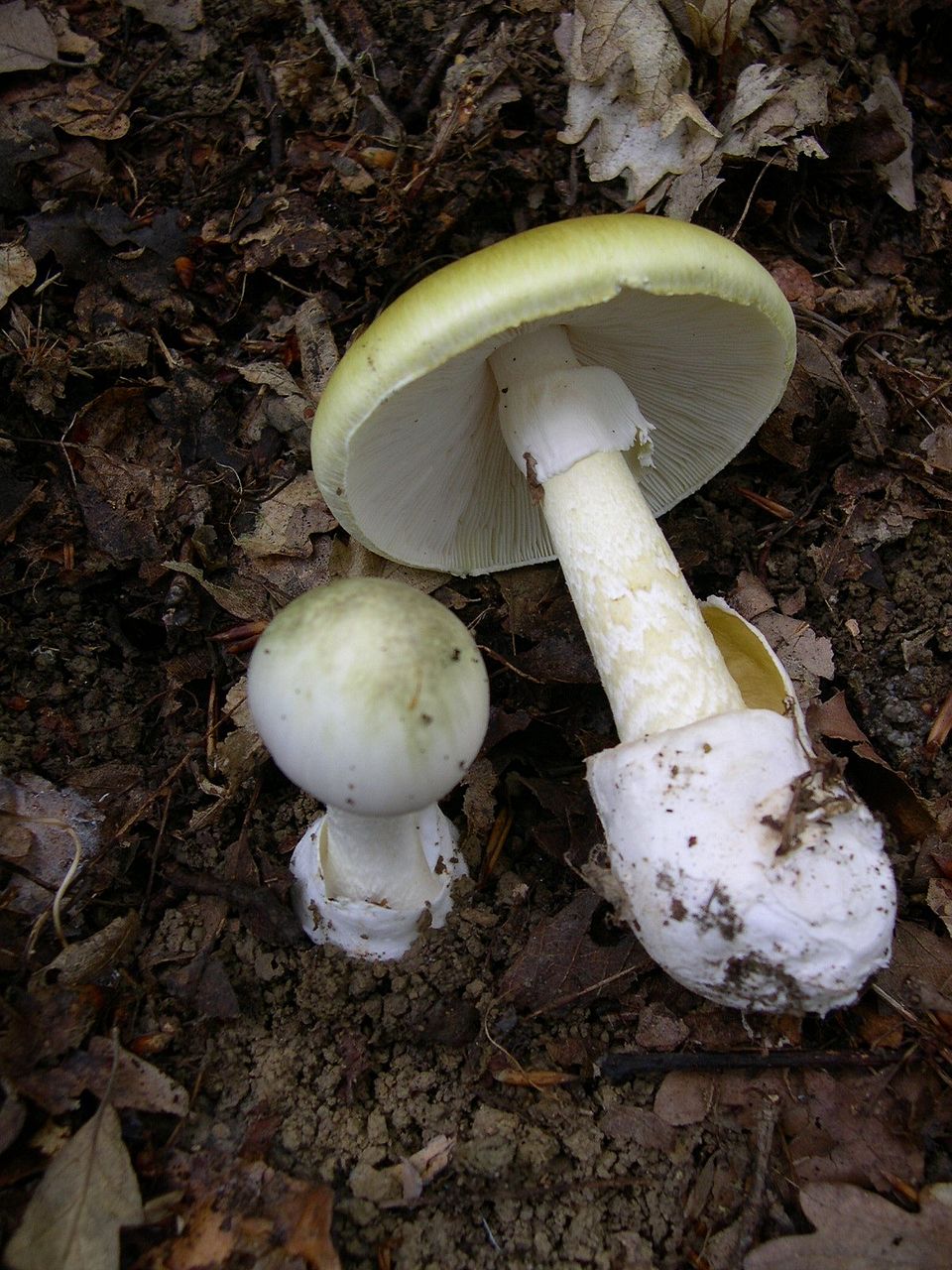 Death Cap stem and base detail