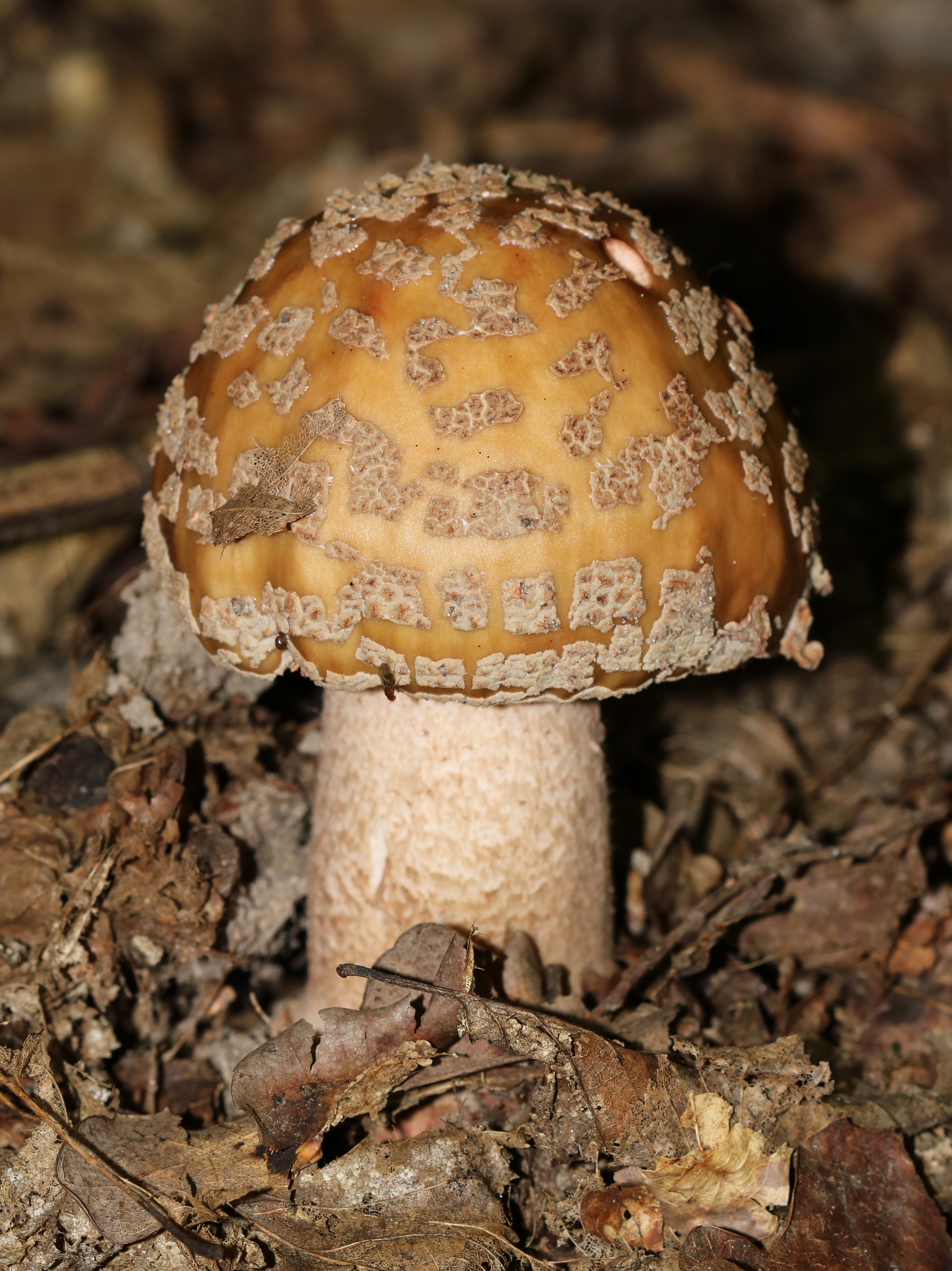 The Blusher (Amanita rubescens)