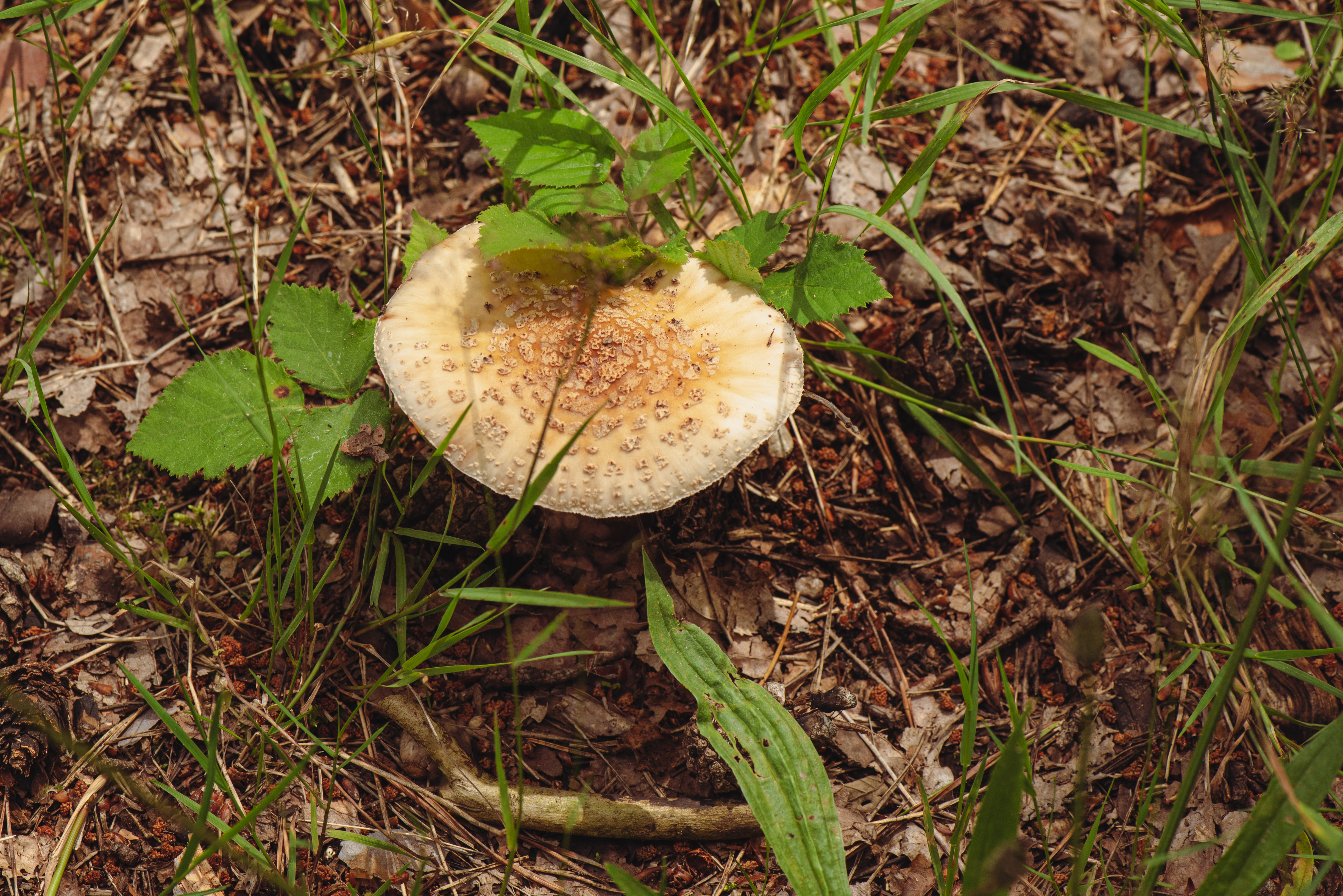 Blusher cap from above showing pinkish-brown surface with grey veil remnants among leaves