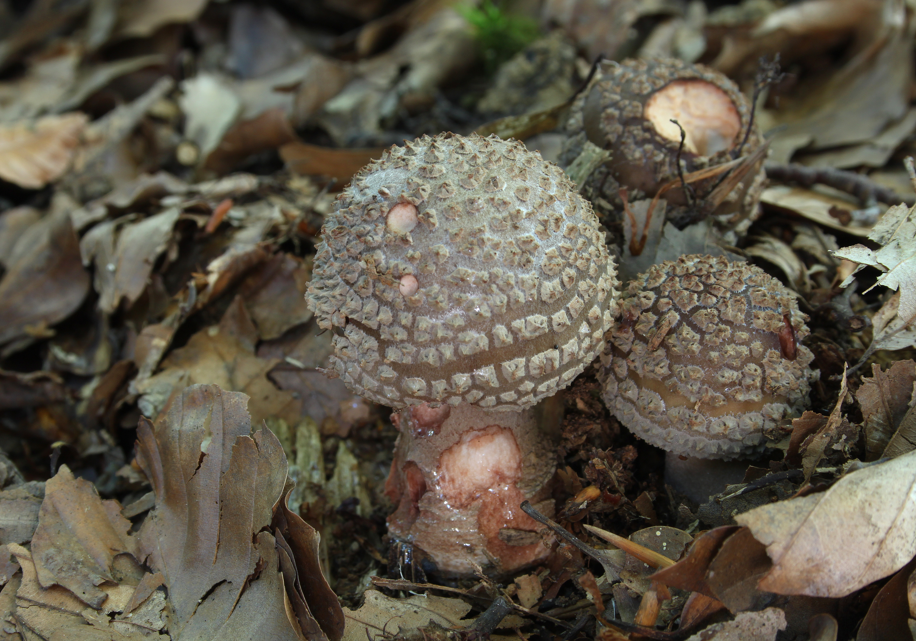 Cluster of young Blusher mushrooms with rounded caps heavily covered in veil patches