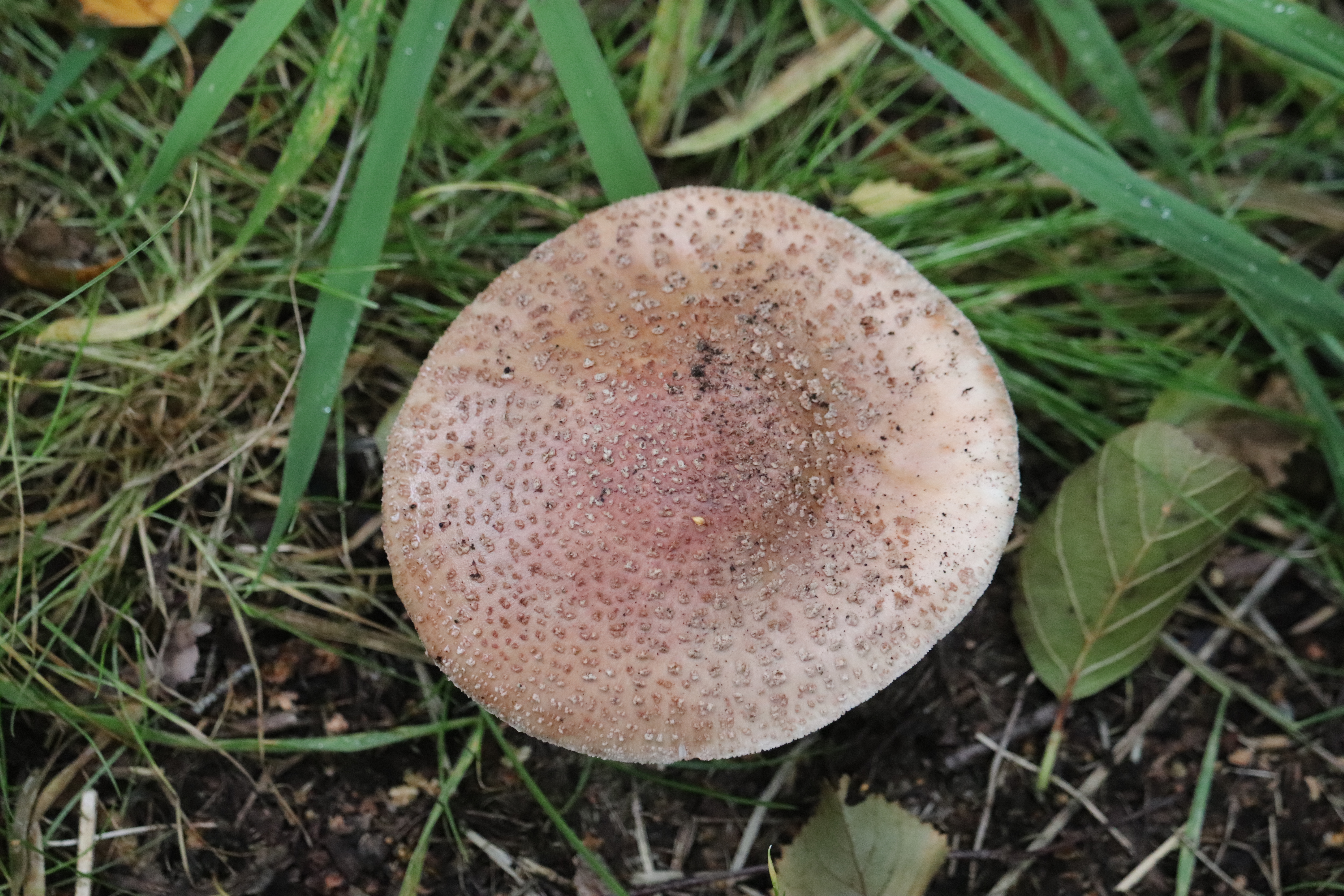 Top-down view of Blusher cap showing pinkish-brown surface among grass