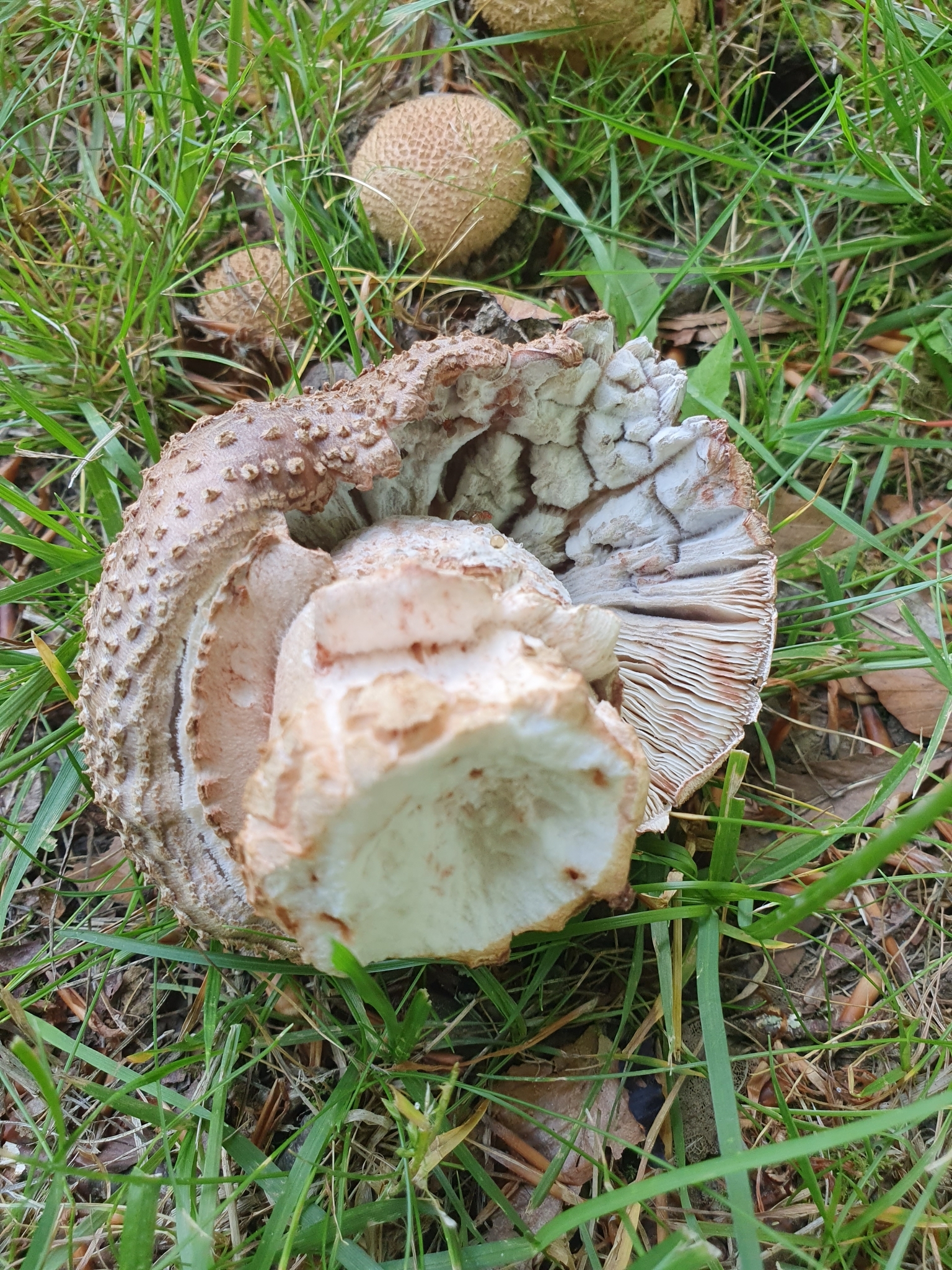 Overturned Blusher specimen showing gills and damaged flesh on forest floor