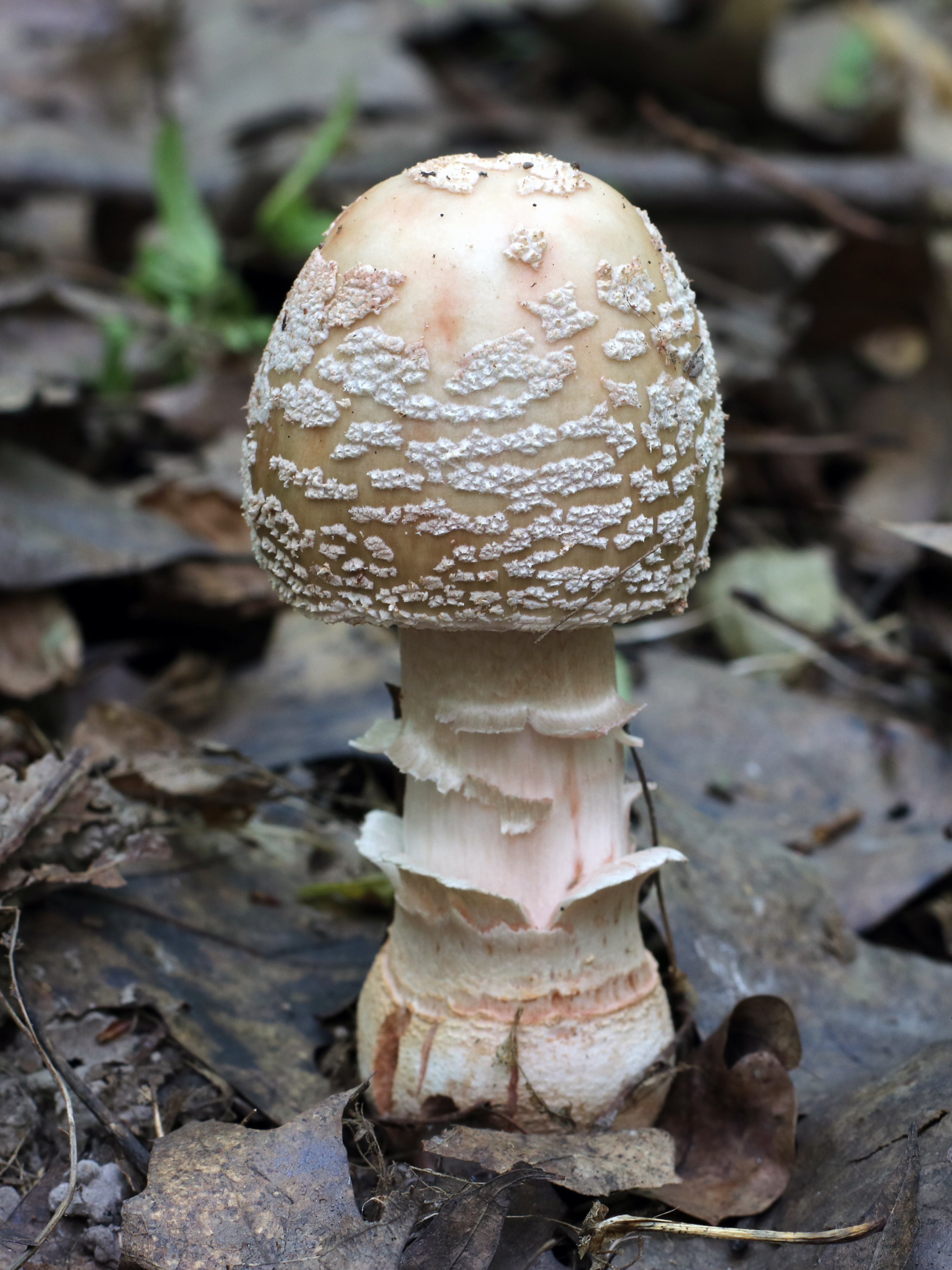 Underside of Amanita rubescens showing white free gills with pinkish staining