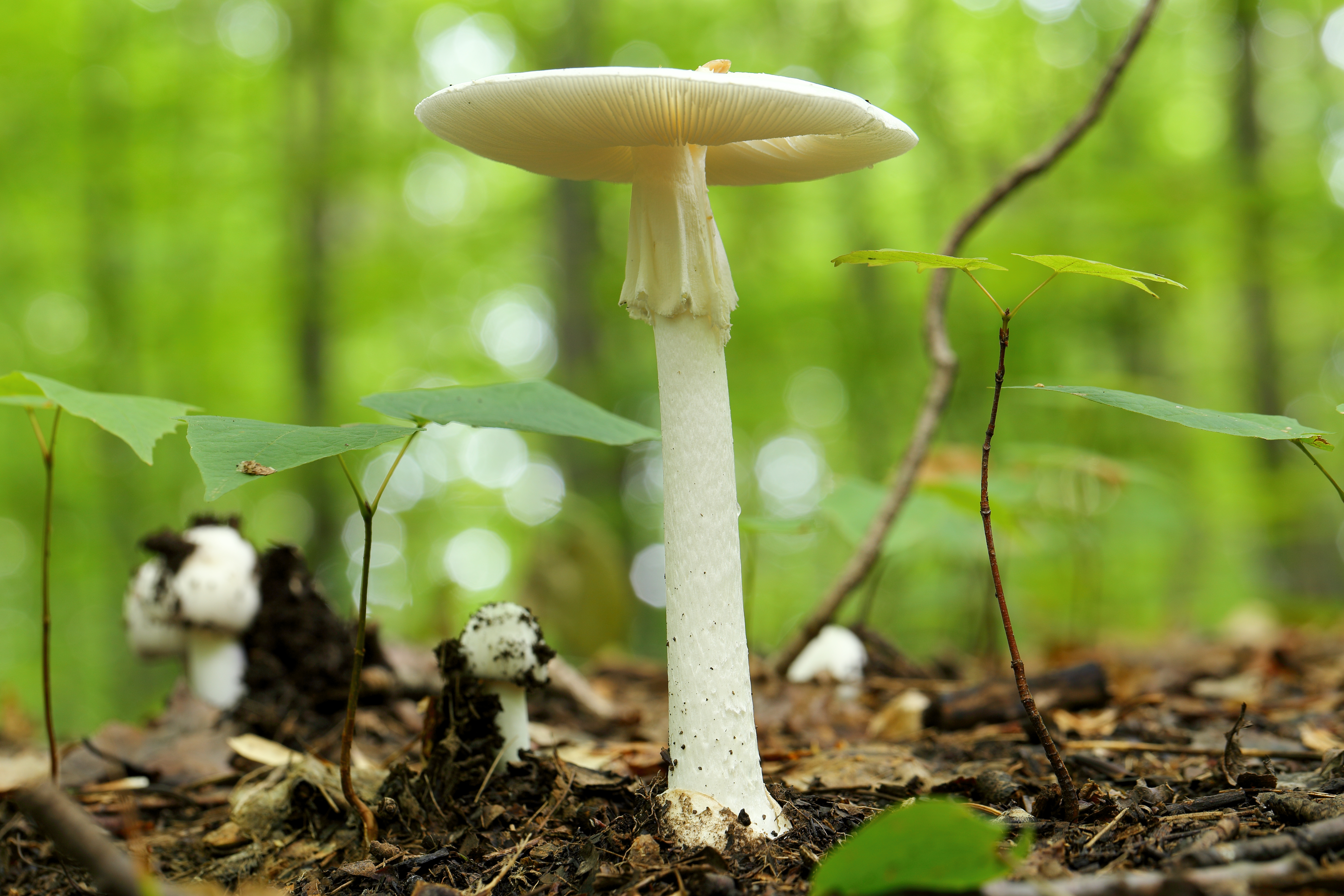 Destroying Angel (Amanita virosa)