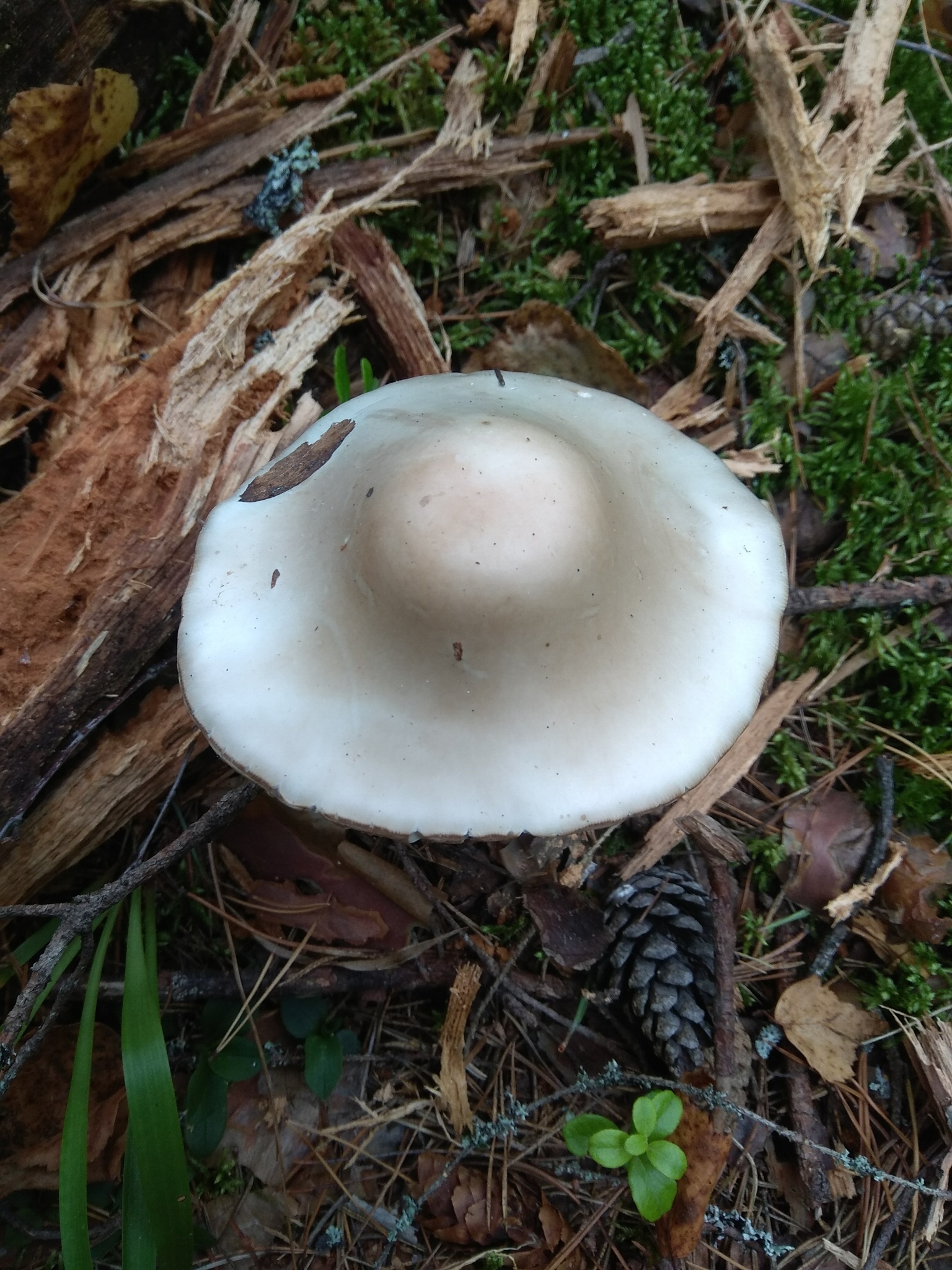 Destroying Angel cap detail