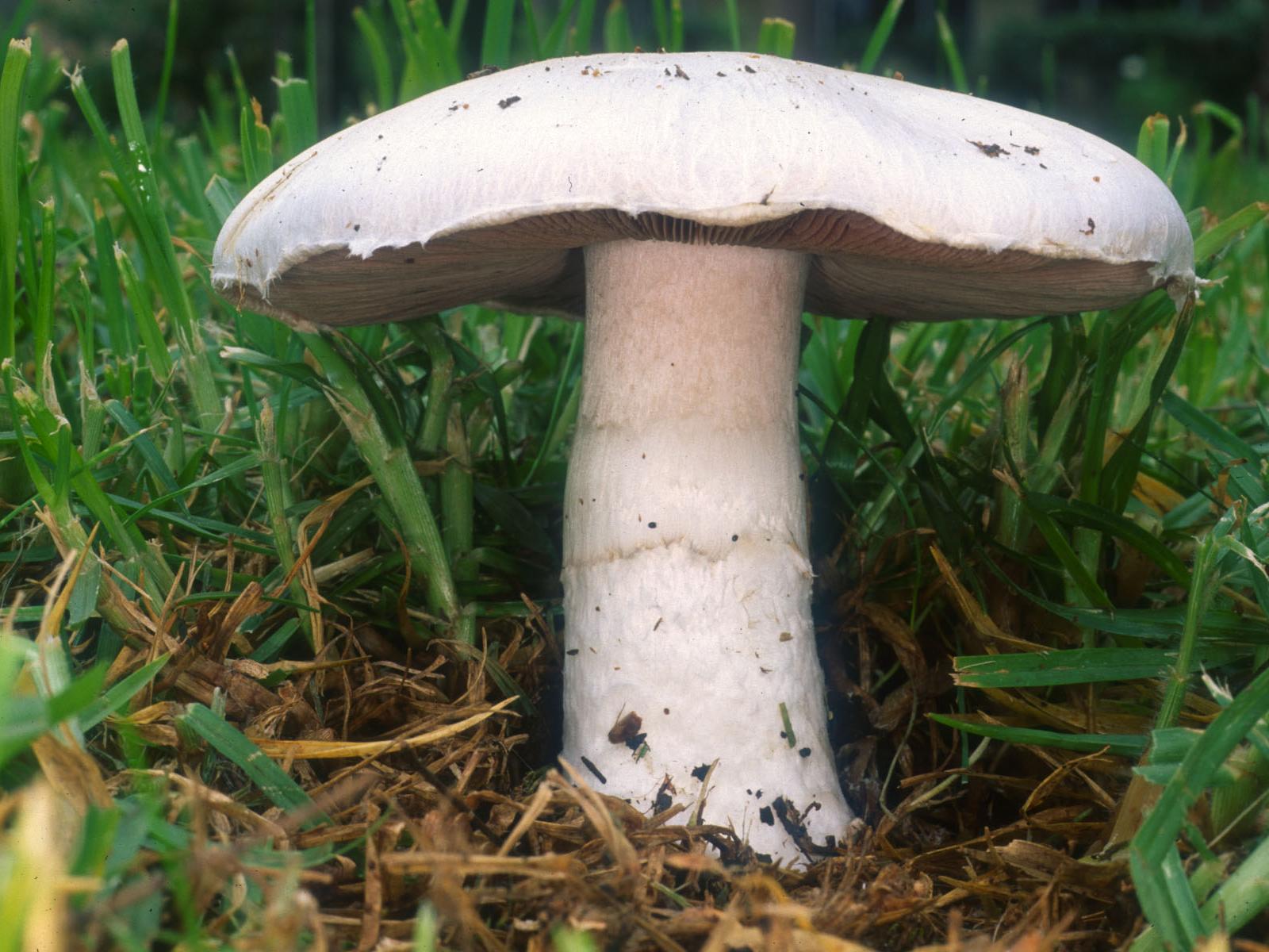 Field Mushroom (Agaricus campestris)