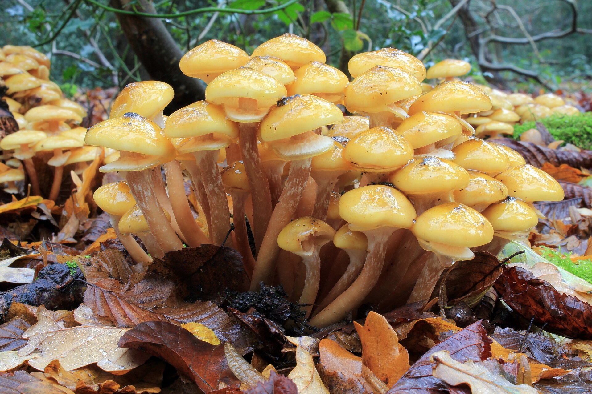 Honey Fungus (Armillaria mellea)