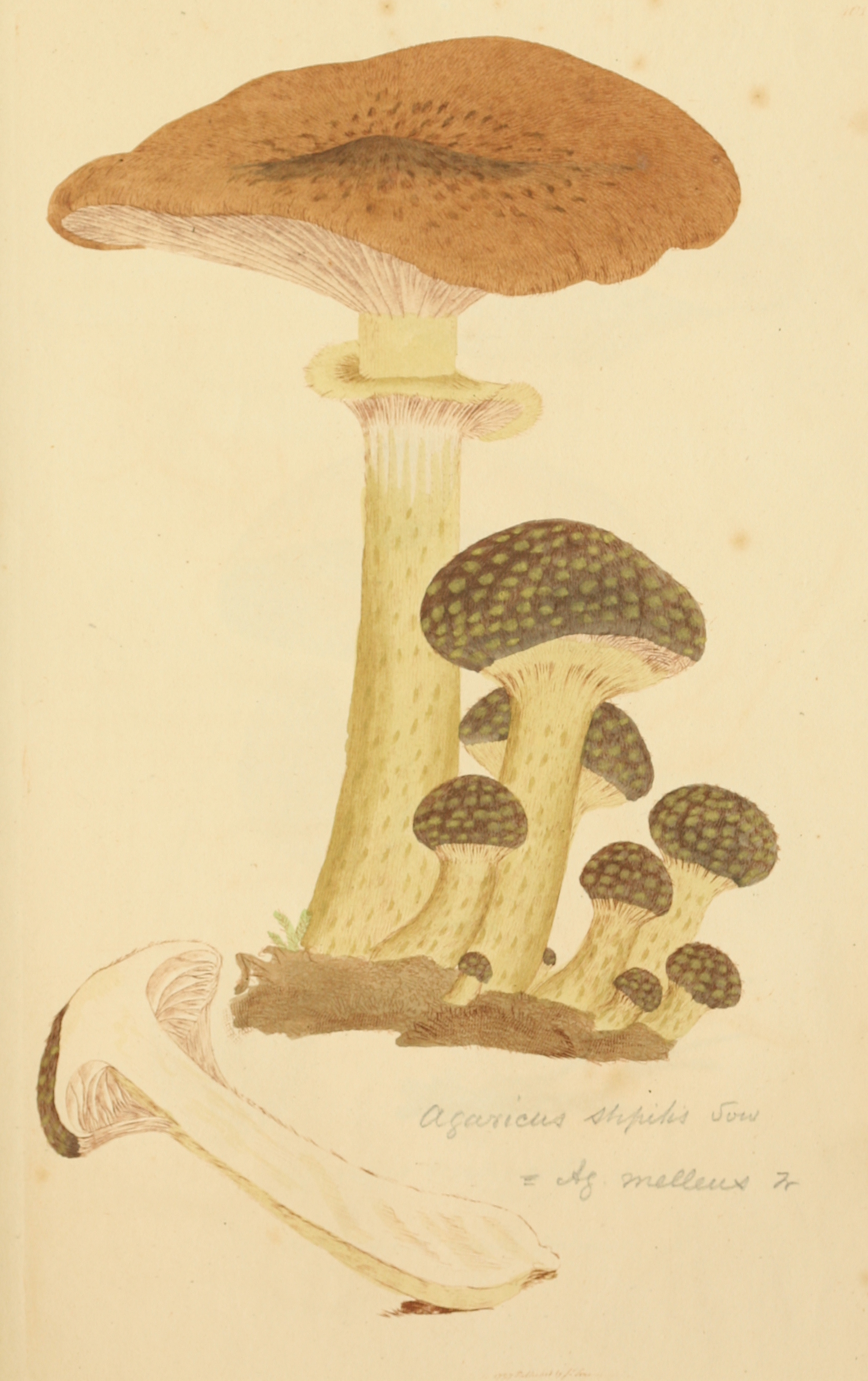 Honey Fungus (Armillaria mellea) wild specimen