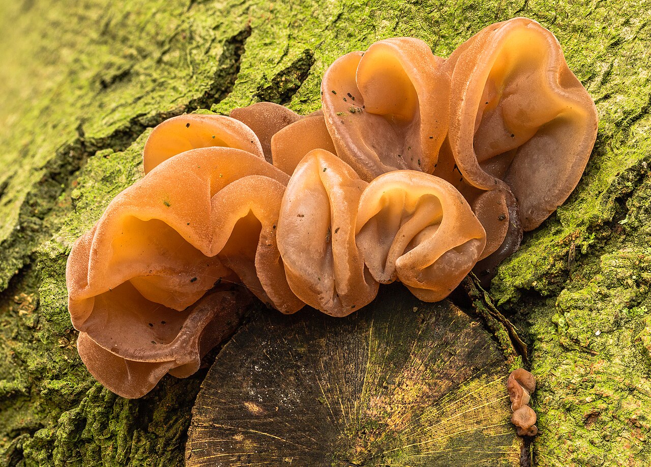 Wood Ear (Auricularia auricula-judae) in the wild