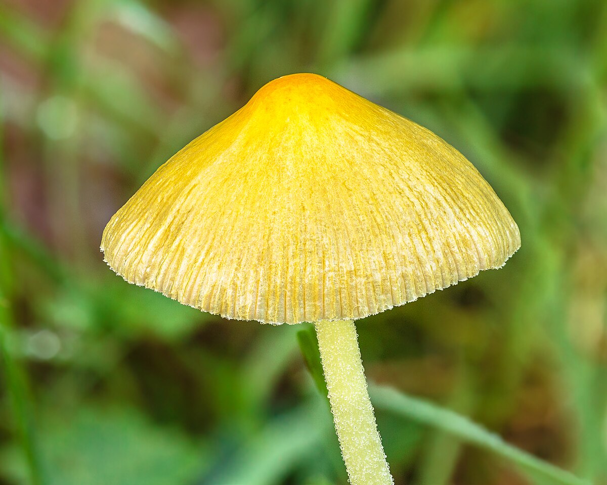 Yellow Fieldcap (Bolbitius titubans)