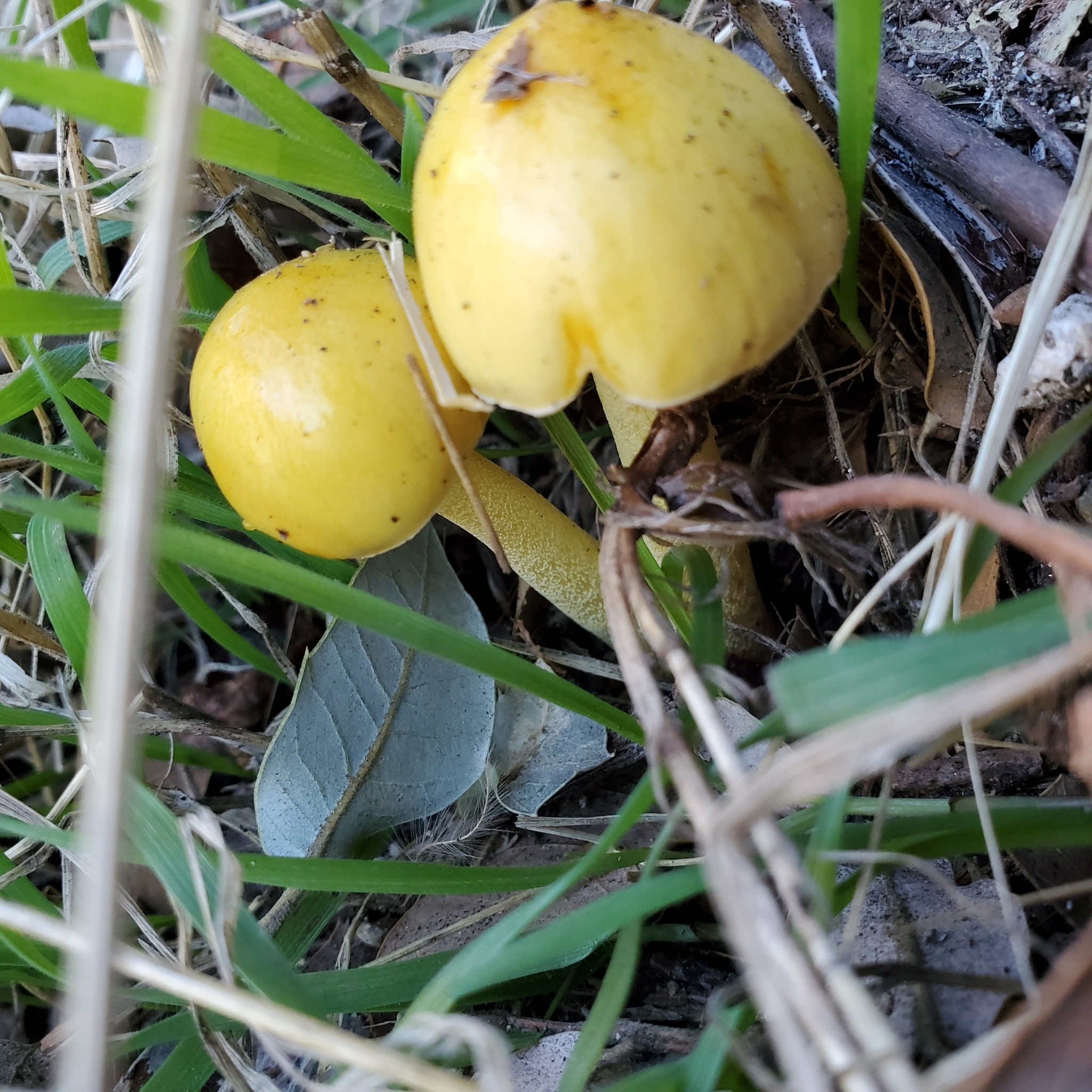 Young Bolbitius titubans specimens with smooth egg-shaped yellow caps emerging from grass and leaf litter
