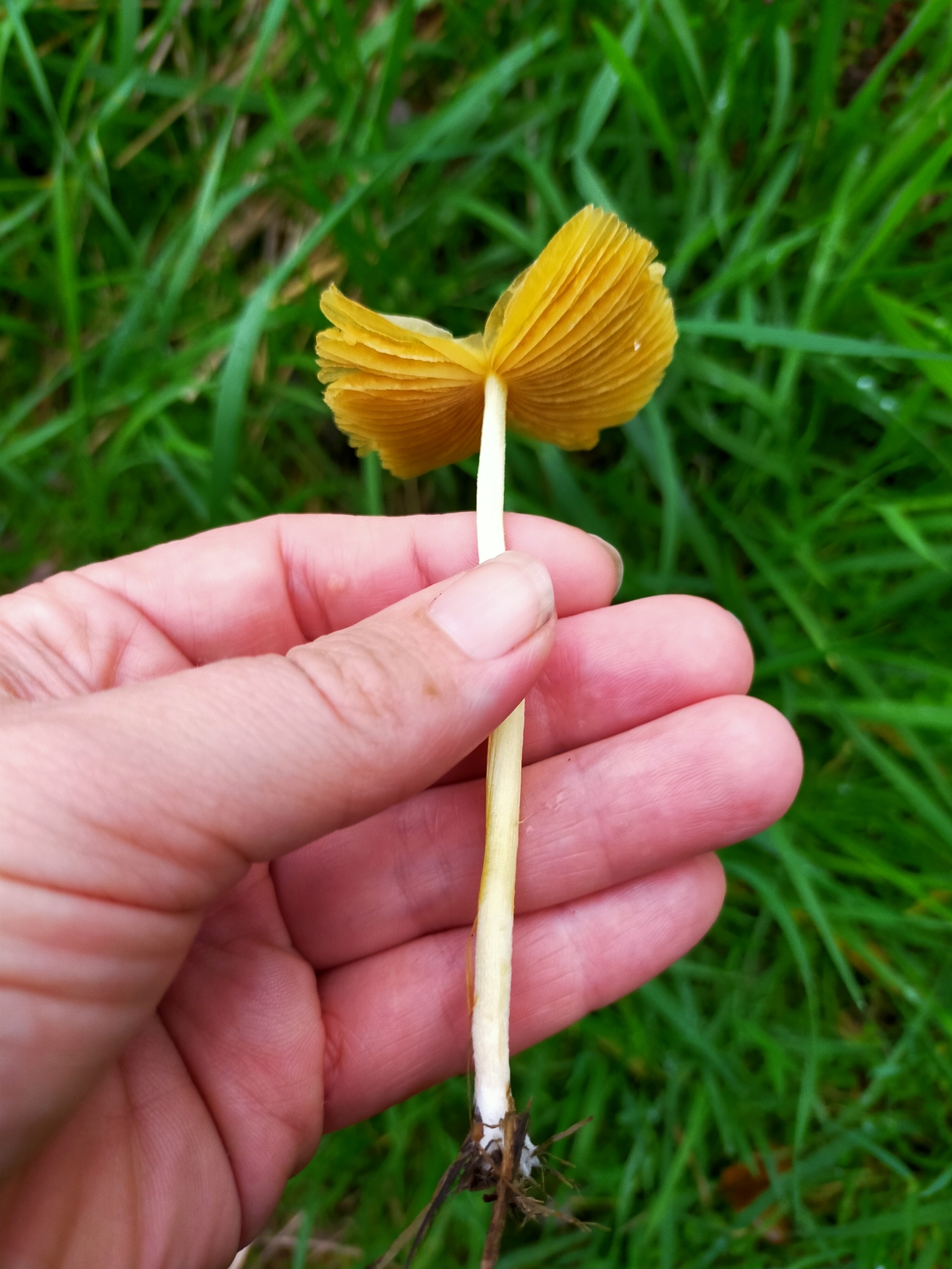 Bolbitius titubans held in hand showing cinnamon-brown gills and fragile hollow stem
